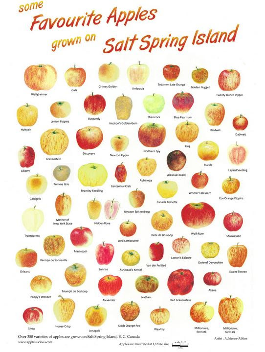 Tales From Abroad: Heritage Apple farming on Salt Spring