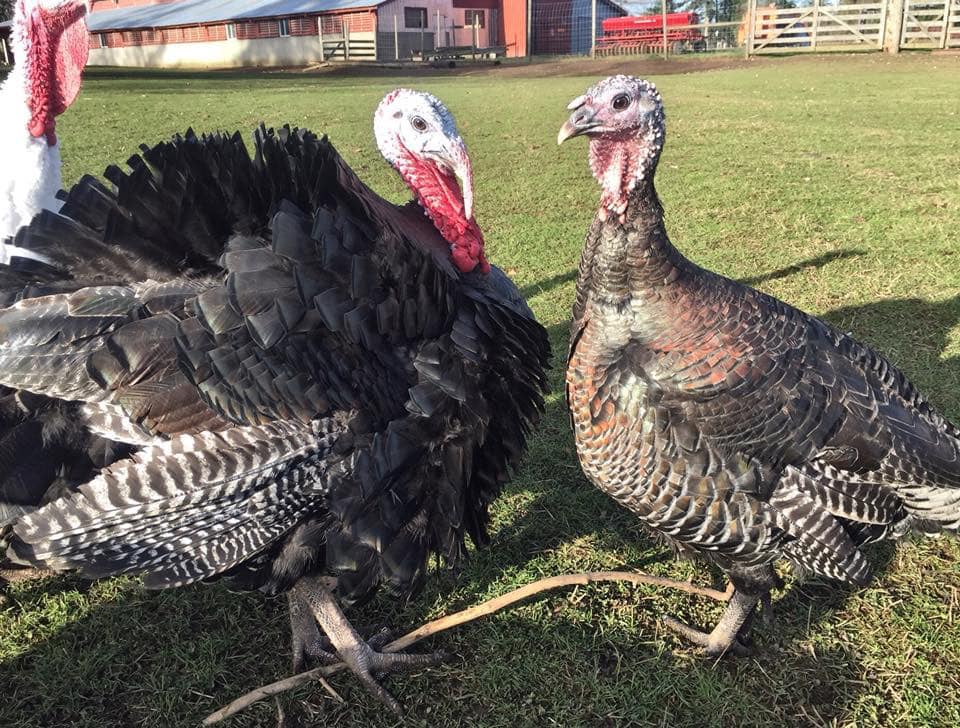 Turkeys for Thanksgiving